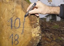 Lumber crayon PRO, 12x120mm, yellow Pica 590/44